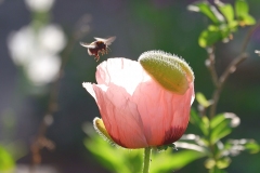 Papaver met hommel