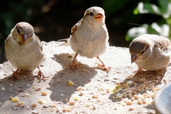 Drie jonge mussen