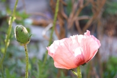 Papavers