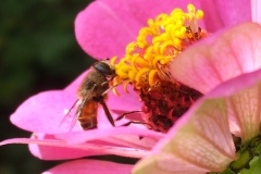 Zinnia met bij