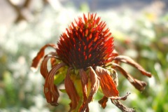 Echinacea nazomer