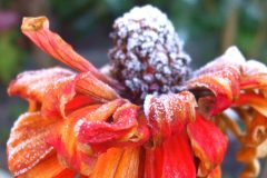 zinnia met vorst